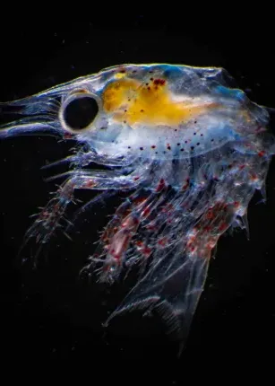 A lobster larvae seen through a dissecting microscope