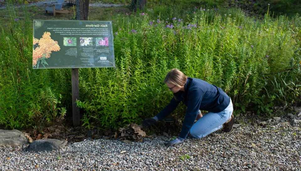 A U N E student works in the Biddeford campus rain garden