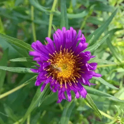 new england aster