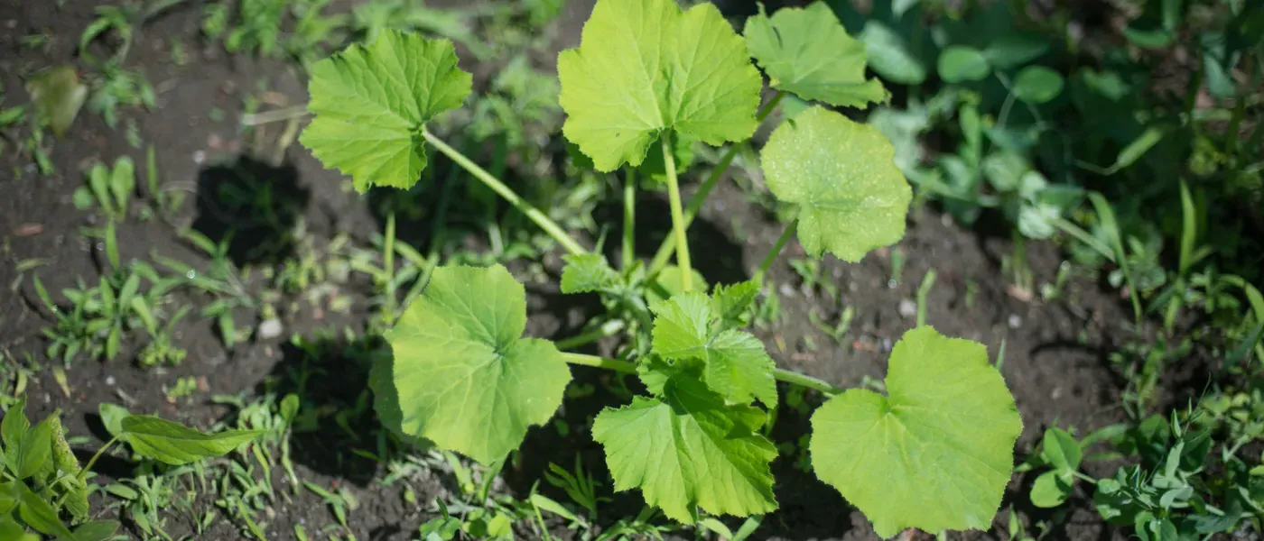 community garden herb